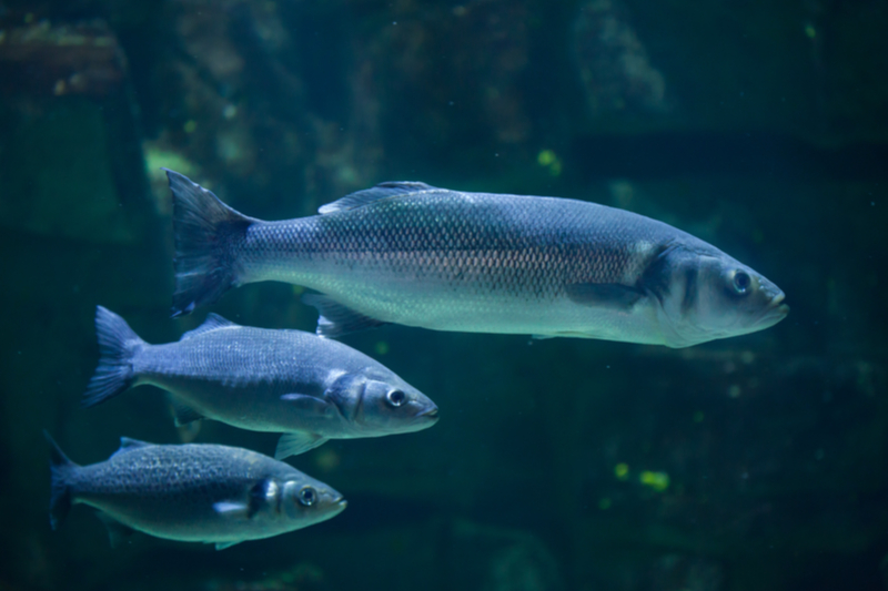 Come pescare il branzino