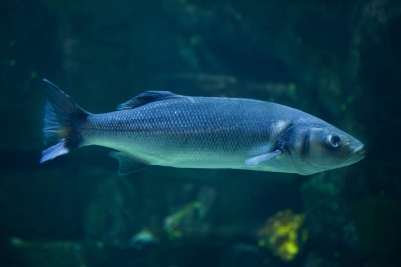 Cosa mangia il branzino?