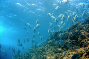 quali sono i pesci mar Ligure