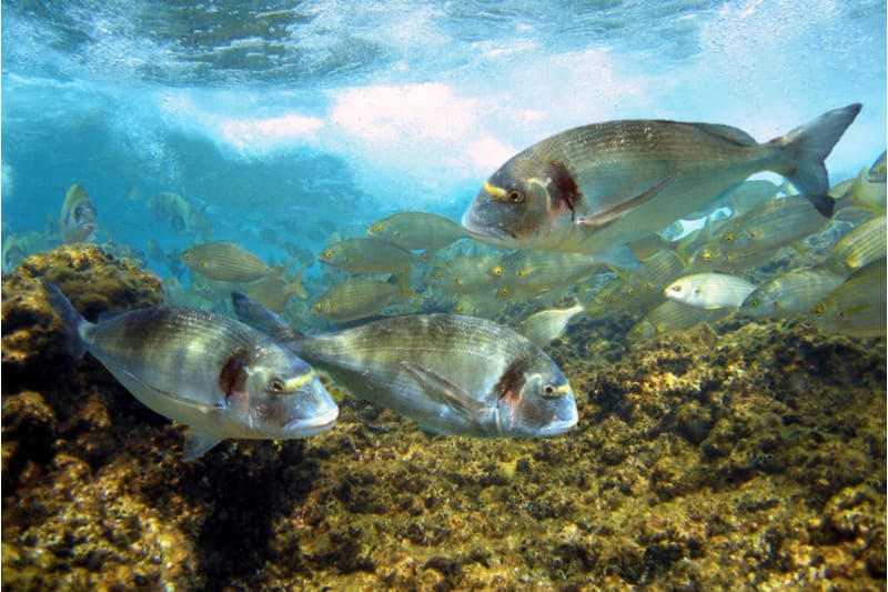 Qual è l’habitat dell’orata?