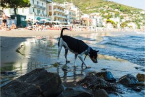 5 spiagge libere per cani Liguria