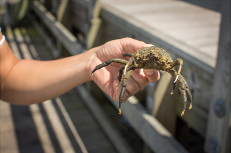 Pesca all’orata con granchio