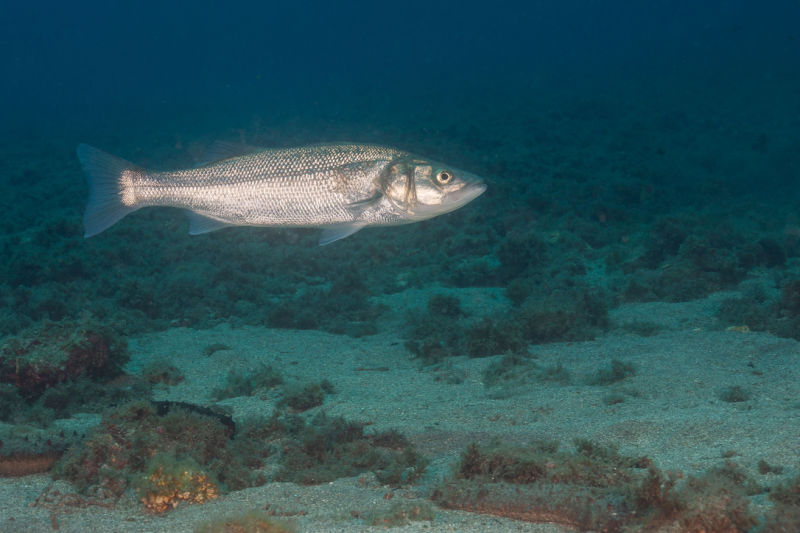 Il branzino è un pesce magro o grasso?