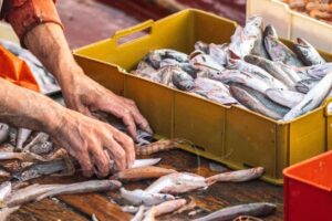 Quando c'è il fermo pesca 2024 e dove?