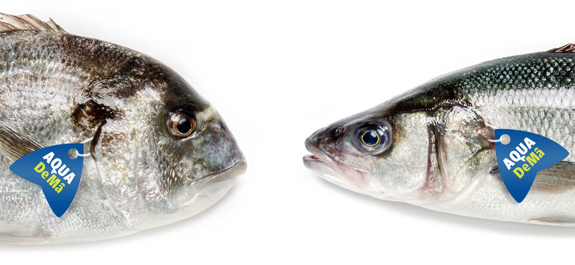 orata_e_branzino_mobile_web