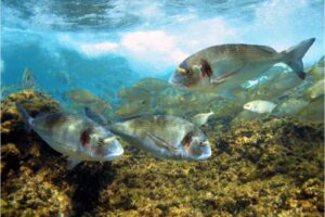 Qual è habitat orata, caratteristiche e quanto vive