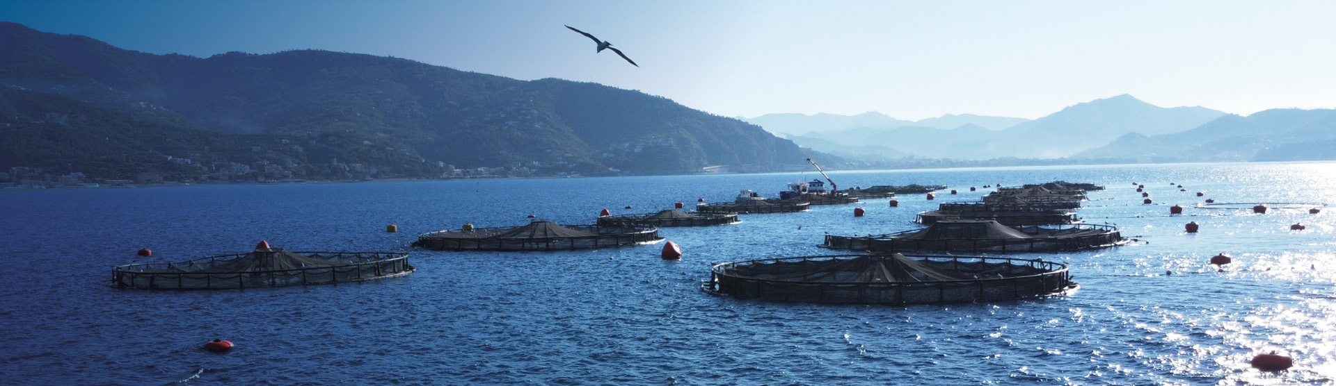 Le vasche di allevamento al centro del Golfo del Tigullio