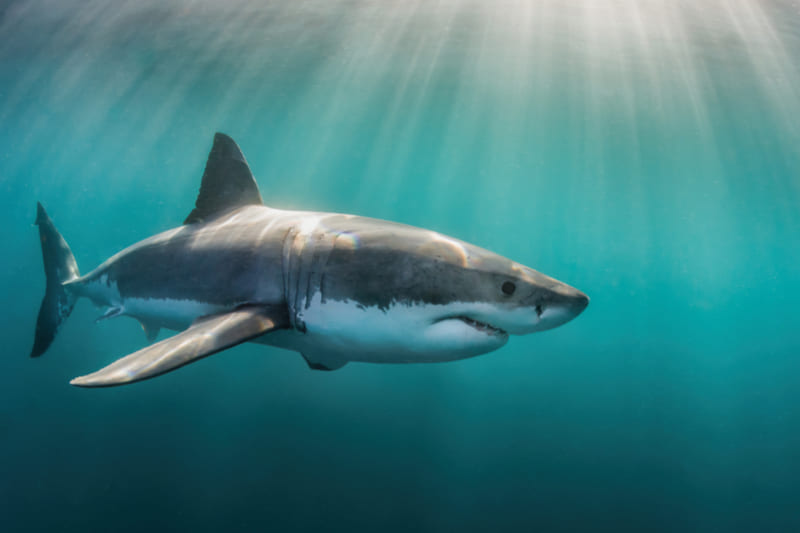 squalo bianco nel Mar Ligure e altre specie