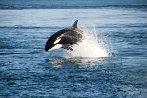 Dove si possono vedere le orche nel Mar Ligure?