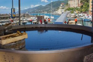 Quando è la sagra del pesce in Liguria, Cavoli