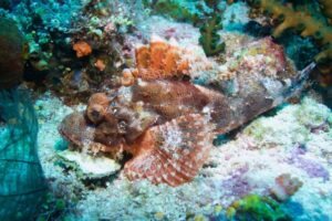 Qual è il pesce più velenoso del mondo, pesce pietra