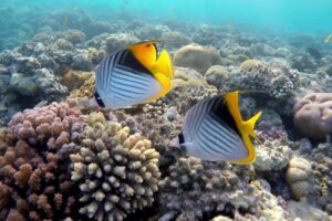 Come capire se un pesce è maschio o femmina? Caratteristiche