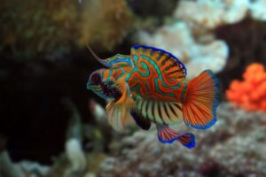 Pesce mandarino, pesce più bello del mondo