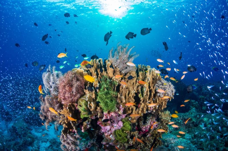Che tipo di pesce sei?
